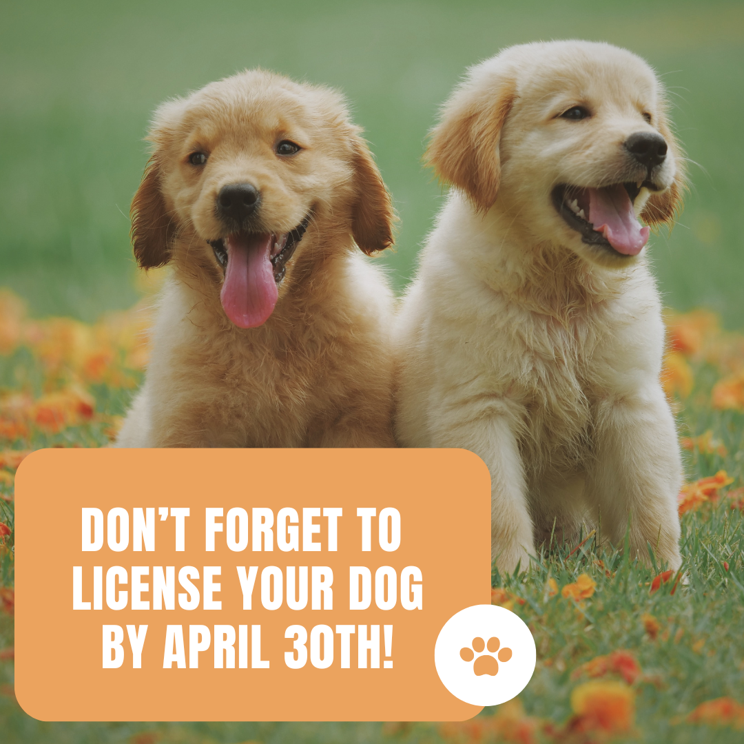 DOG LICENSE